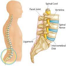 Autologous Bone Unions in Muscular Medical Procedure for Cranial Deformity Model and Posterolateral Lumbar Spinal Fusion Model