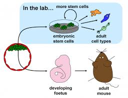 Heterogeneity of Stem Cells in Human Amniotic Fluid