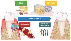 Immature Microorganism Properties of Regenerative Treatments in Human Periodontal Tendon