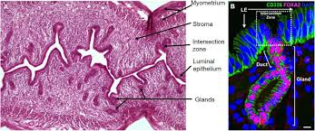 Bio-Modulated Mice Epithelial Endometrial Organoids by Low-Level Laser Therapy Serves as an <em>In vitro</em> Model for Endometrial Regeneration