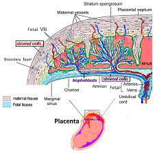 Adjustment of CD146 By MSC Development Media with Osteogenic Separation of Pmscs and Human Placenta-Derived Mesenchymal Stromal Cells