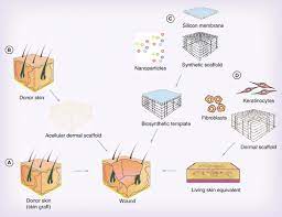 Development Elements and Therapeutic Capability of Regenerative Medication Pathophysiology of Wound Healing
