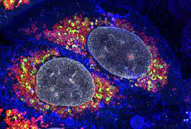 Upgraded Hepatic Separation of Fetal Stem Cells for Anti-Aging and Rejuvenation Therapy