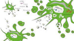 Hydrogel Scaffolds in Tissue Engineering and Mrna Delivery to Control Stem Cell Secretome