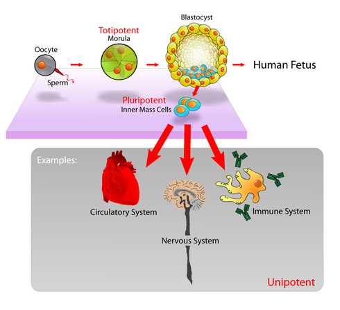 Human Stem Cell Proliferation and Differentiation: Lessens From a Lost Era of Research