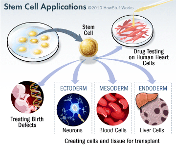 Understanding Somatic (Adult)Stem Cells: Potential vs. Reality