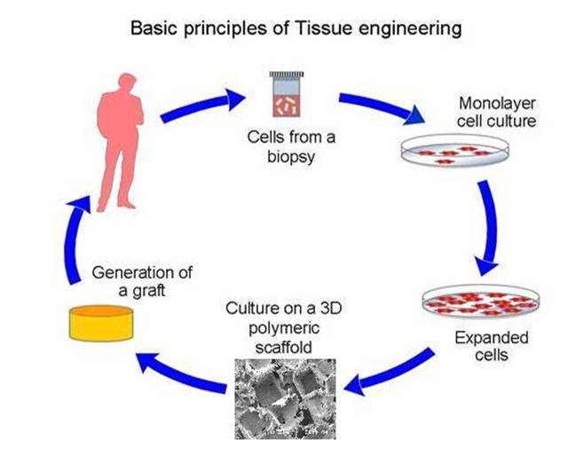 Strategic Challenges in Practicing Tissue Engineering and Regenerative Medicine