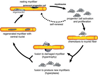 Isolation and Purification of Satellite Cells for Skeletal Muscle Tissue Engineering