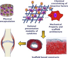 Human Cartilage Tissue Engineering Using Type I Collagen/Heparan Sulfate Scaffolds