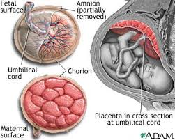 Characteristics of Human Amniotic Epithelial Cells and Bone Marrow Mesenchymal Stem Cells in a Parallel Study: Hanging Drop Colony Formation and Doubling Time