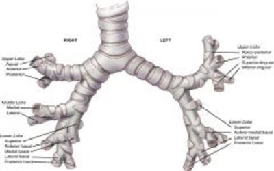 Three-Dimensional Reconstitution of Nerve Blood Vessel Units on Damaged Trachea and Bronchial Stump Using Hybrid-Transplantation
of Skeletal muscle-derived stem cells and Bioabsorbable Polyglyconate Felt