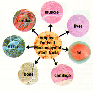 Identification and Expansion of Adipose Stem Cells with Enhanced Bone Regeneration Properties