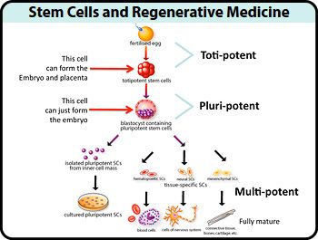 Stem Cell Biology and its Role in Regenerative Medicine: A Concept Shaping the Future of Medicine