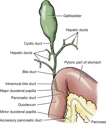 Oval Cells in Response to Partial Hepatectomy and Bile Duct Ligation: Flow Cytometric Analysis