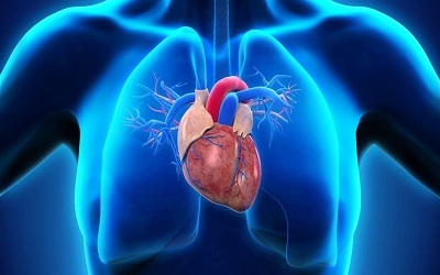 Dedifferentiated Adipocytes Improve Heart Function Post-Myocardial Infarction