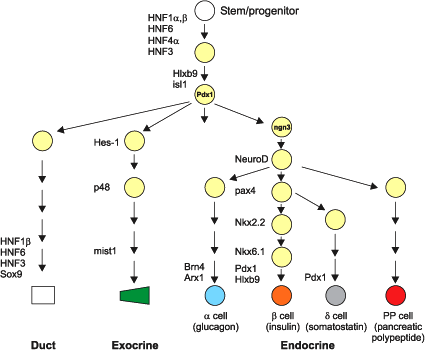 Stem Cell Therapy for Diabetes: A Call for Efficient Differentiation of Pancreatic Progenitors