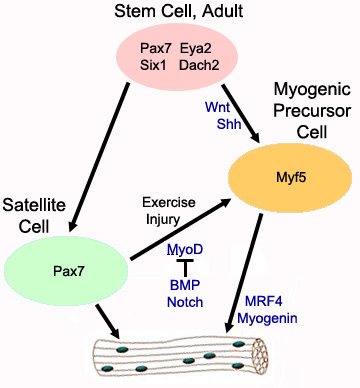 Use of Immortalized Differentiated Cells for
Regenerative Medicine