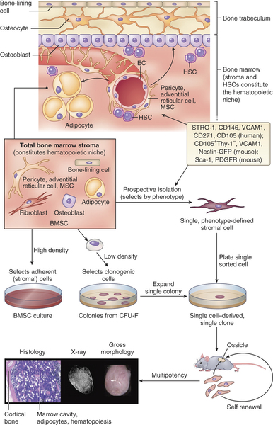Bio-Engineered Mesenchymal Stromal Cell (MSCs) Grafts for Skin Repair/ Regeneration - Preclinical Aspects