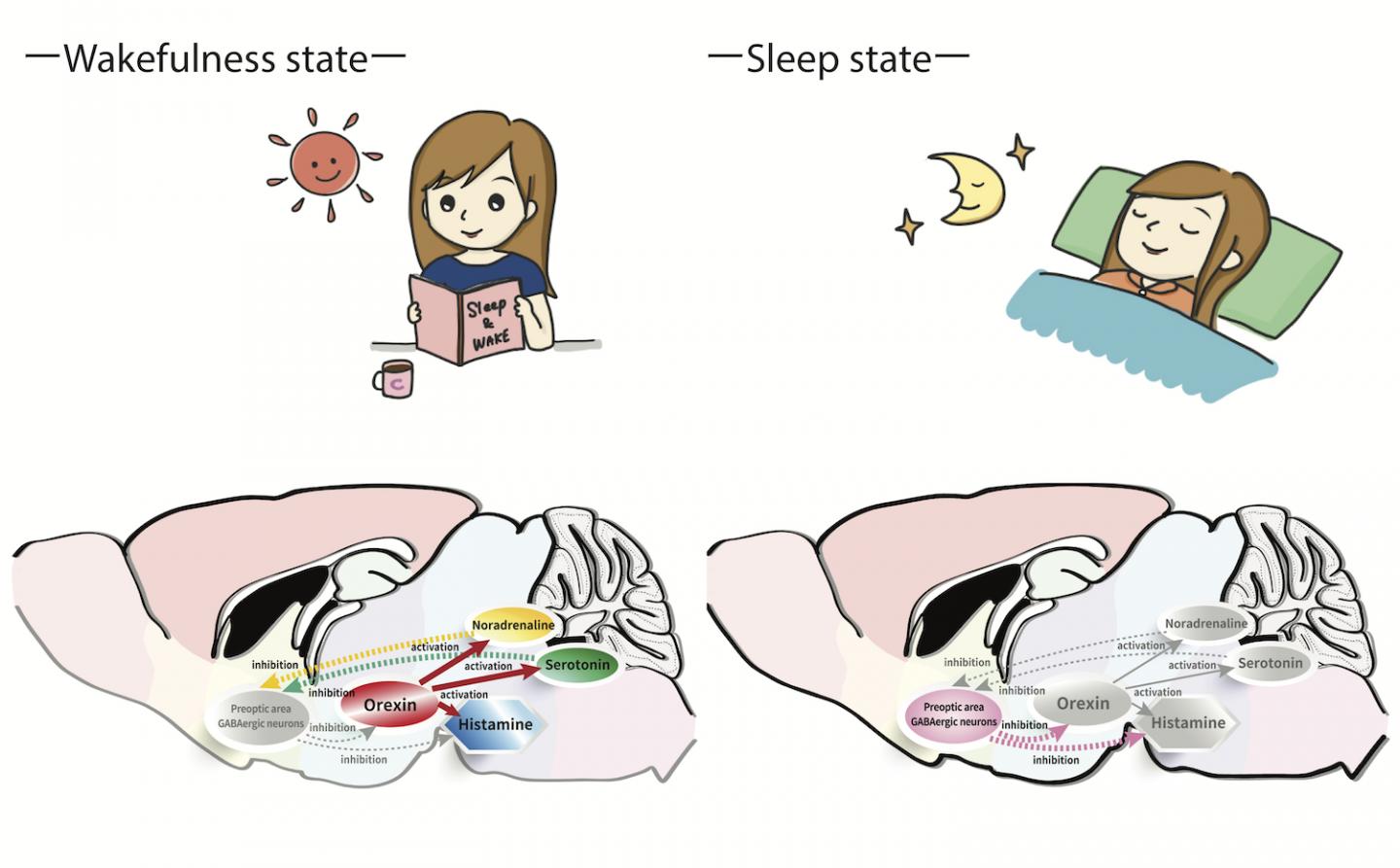 Regulation of Sleep and  Wakefulness by Orexin