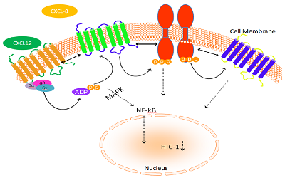 Chemokines and chemokines’s receptors in APPPS1 mice