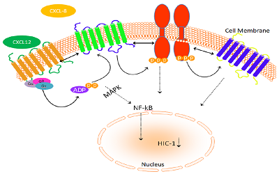 Chemokines and chemokinesâ€™s receptors in APPPS1 mice