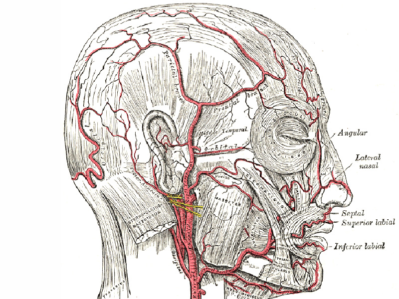 Bilateral Sequential Central Retinal Artery Occlusion due to Giant Cell Arteritis