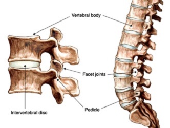 Anatomical Study of the Access Triangles to Intervertebral Disc