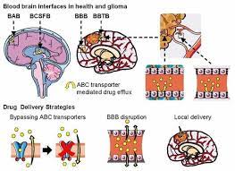 Neurology: Central nervous system