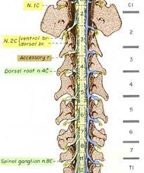 Spinal Waterway of Vertebral Segment