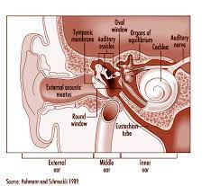 Investigation of Infection of Sensory System Tissue