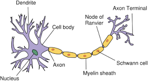 Neuropharmacology Investigation of Medications Mean For Cell Work in the Sensory System