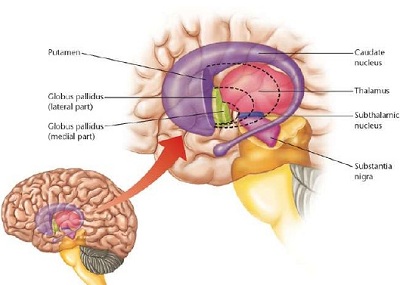 Brain Stimulation for Basal Ganglia Disorders