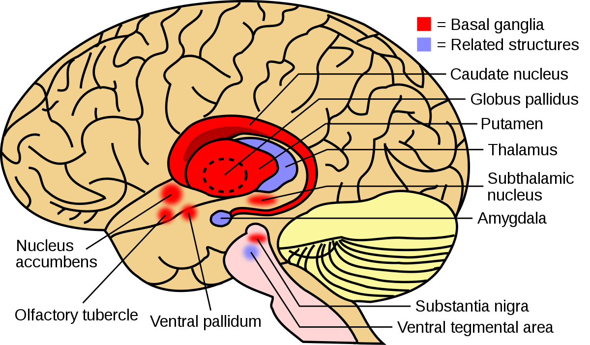 Basal Ganglia Disorders and Brain Stimulation