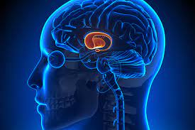 Tourette Syndrome and Deep Brain Stimulation