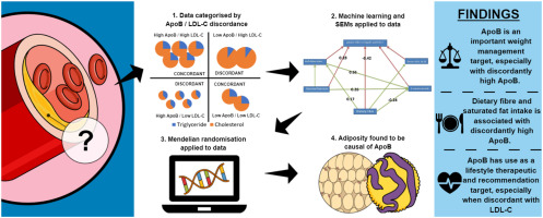 Inflammation on LDL-C and Apolipoprotein B Discordance