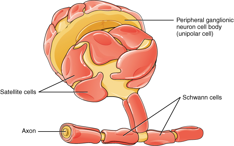 The Outcomes of Schwann Cell Therapy on Axonal Regeneration and Remyelination: A Systematic Review and Meta-Analysis Study