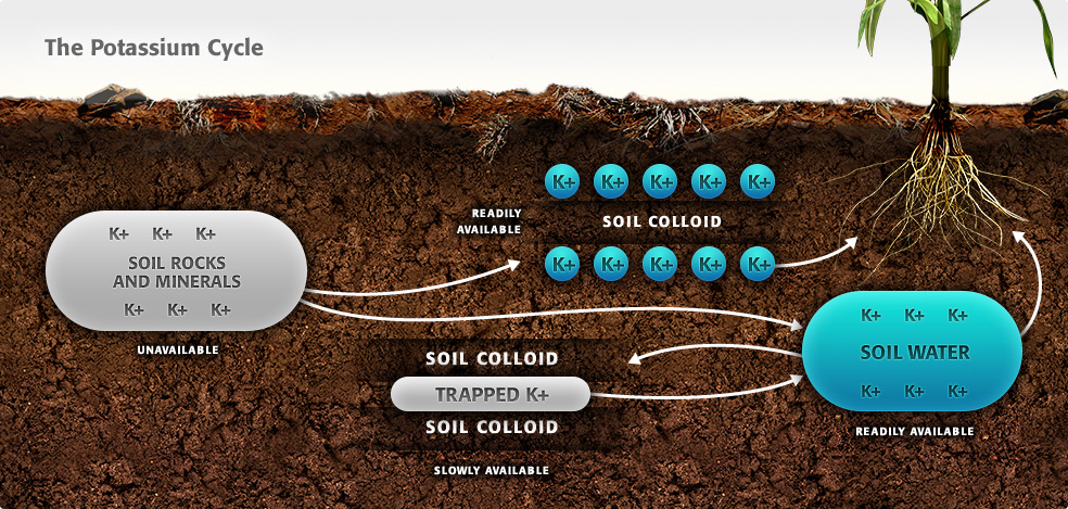 Heavy Applications of Potassium in Fertilizers Can Even Produce Magnesium Deficiency