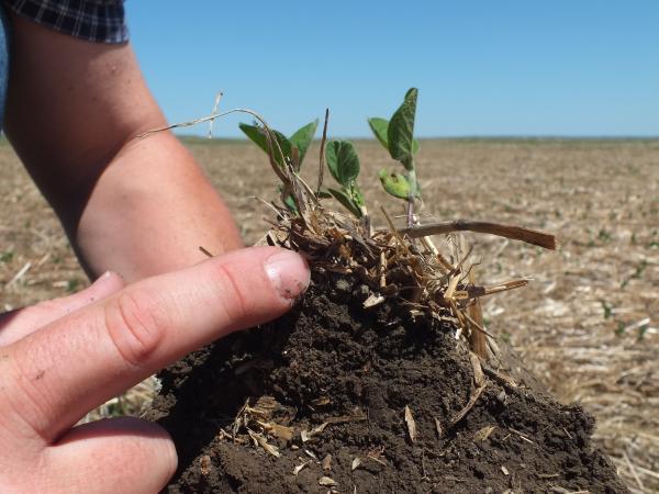 Horticultural Soil Science that Concentrates Mineralogical Creation of Soils