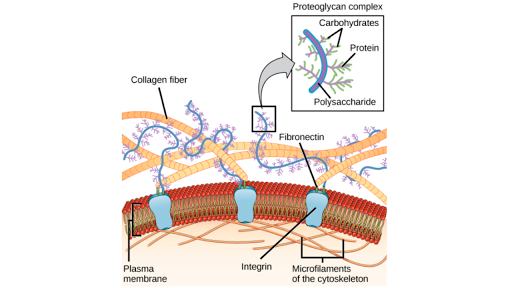 Extracellular Space between Cell Wall and Plasma Membrane