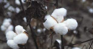 Utilization of Cotton for Texture and Cotton Species