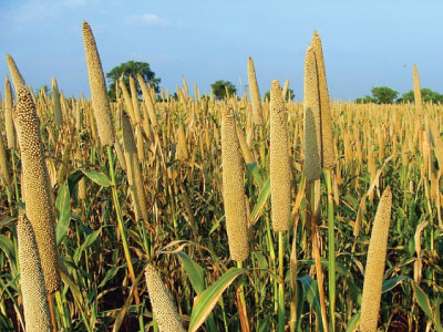 Effect of Integrated use of Biofertilizers, Chemical Fertilizers and Farmyard Manure on Soil Health Parameters of Pearl Millet (Pennisetum glaucum L.)