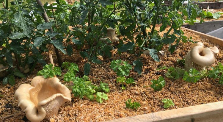 SPENT MUSHROOM SUBSTRATE AS A MEDIA FOR LEAFY VEGETABLE CULTIVATION IN URBAN AGRICULTURE