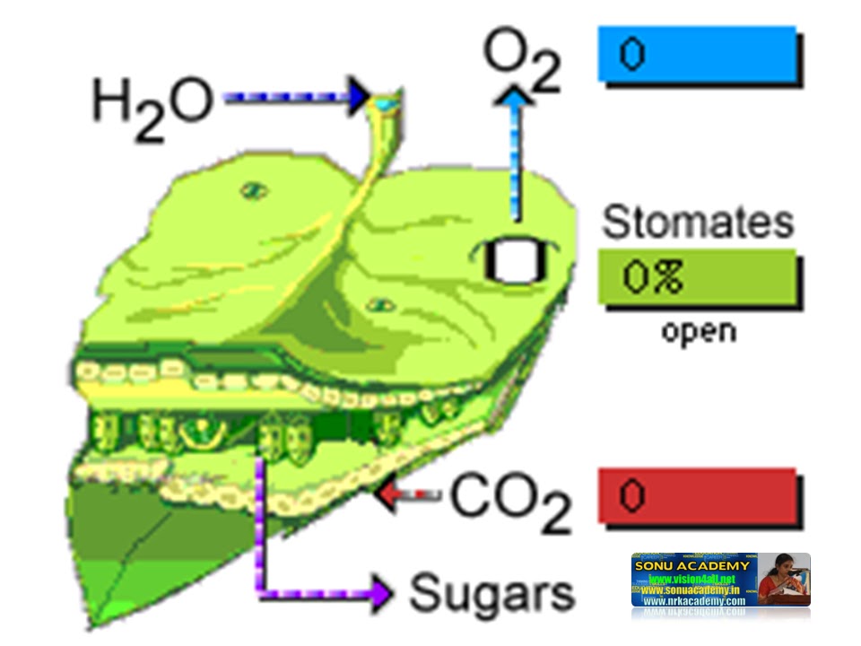 Metabolic Activity of Plant