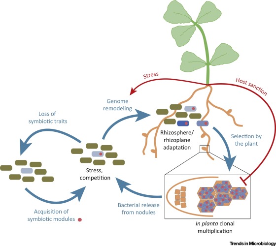 Symbiotic Nitrogen Fixation