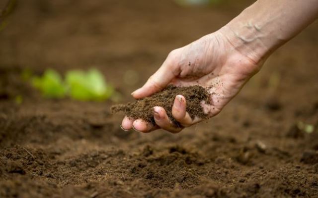 Soil Fertility and Its Importance