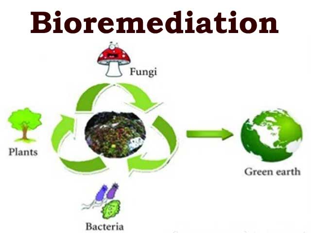 Process of Bioremediation