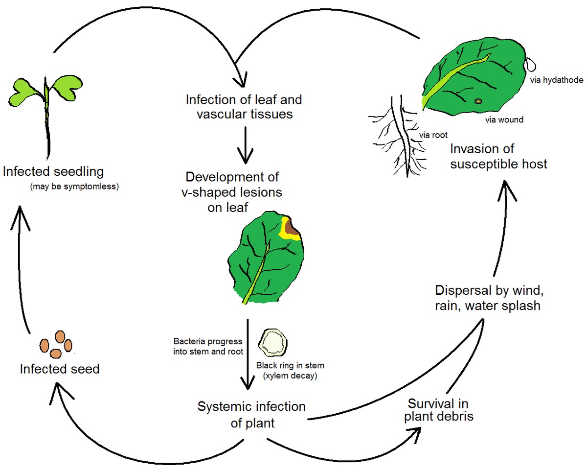 Definition and Form of Plant  Pathogen