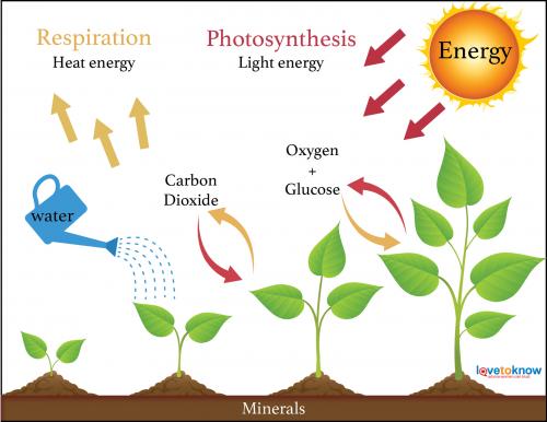 Minerals Affects for Plant Growth