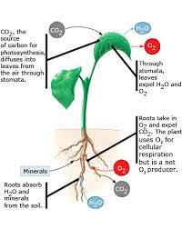 Main Source of Nutrition for Plants