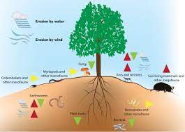 Biodiversity Help in Soil Formation
